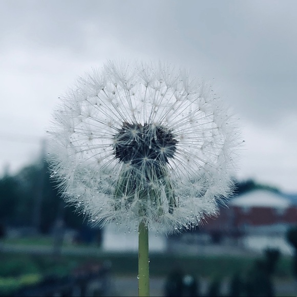 Meet your Posher, Addey - Picture 1 of 1